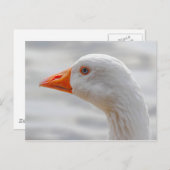 Emden Gose, Roath Park Lake, Cardiff, Wales. Postkarte (Vorne/Hinten)