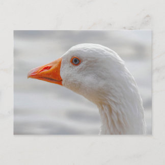 Emden Gose, Roath Park Lake, Cardiff, Wales. Postkarte