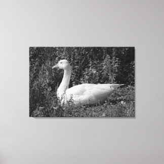 Emder Gans Leinwanddruck