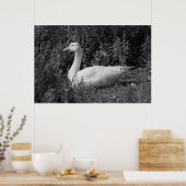 Emder Gans Poster (Küche)