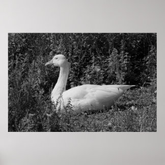 Emder Gans Poster
