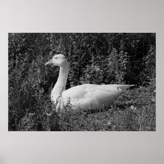 Emder Gans Poster (Vorne)
