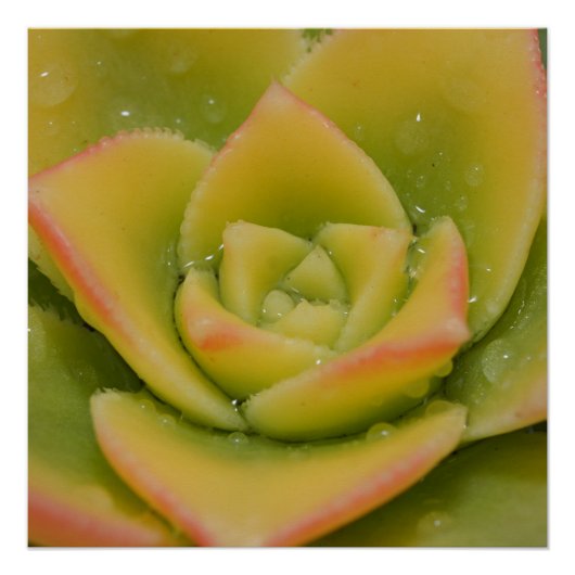 Emerald Bloom: Nature’s Liquid Jewel Poster (Vorderseite)