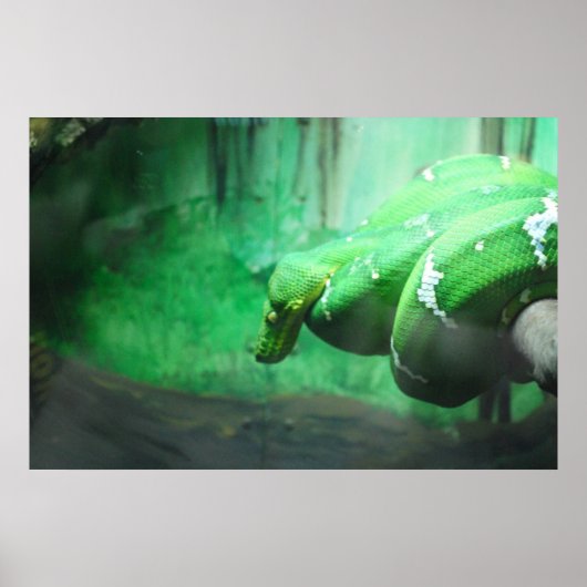 Emerald Boa Poster (Vorne)