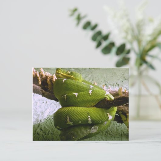 Emerald Boa Postkarte (Stehend Vorderseite)