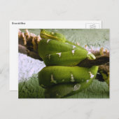 Emerald Boa Postkarte (Vorne/Hinten)