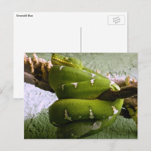 Emerald Boa Postkarte (Vorne/Hinten)