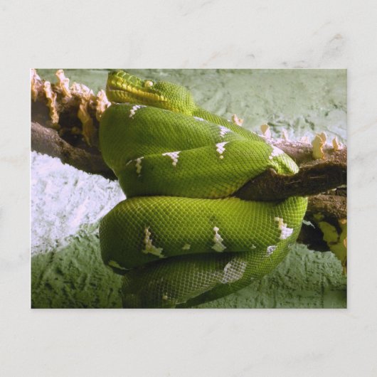 Emerald Boa Postkarte (Vorderseite)