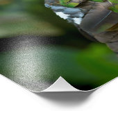 Emerald Dove Profil und Perch Fotodruck (Ecke)