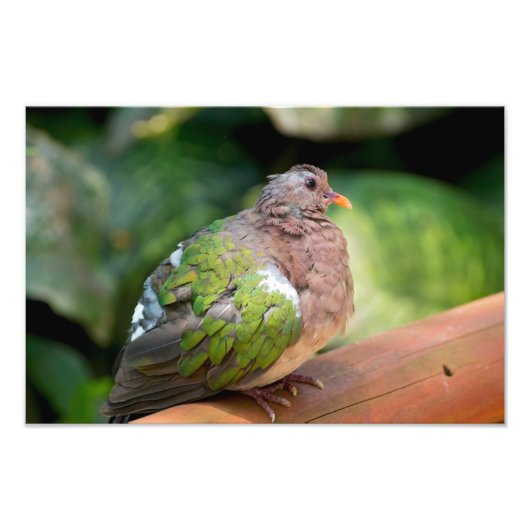 Emerald Dove Profil und Perch Fotodruck (Vorne)