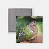 Emerald Dove Profil und Perch Magnet (Vorderseite/Rückseite)