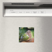 Emerald Dove Profil und Perch Magnet (In Situ (Geschirrspüler))