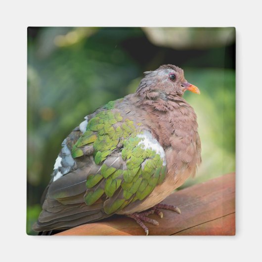 Emerald Dove Profil und Perch Magnet (Vorne)