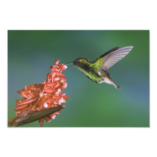 Emerald, Elvira, kopfköpfig, Fotodruck (Vorne)