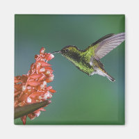 Emerald, Elvira, kopfköpfig,