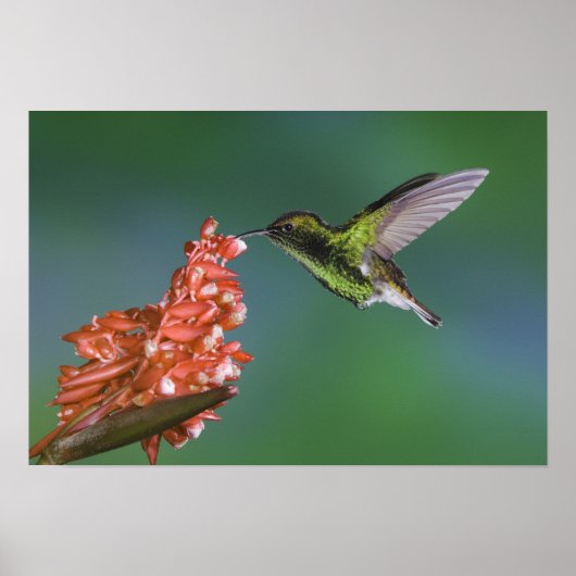 Emerald, Elvira, kopfköpfig, Poster (Vorne)
