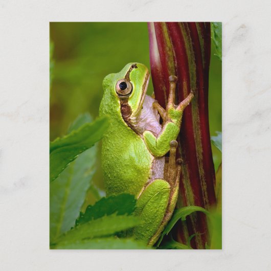 Emerald Embrace Postkarte (Vorderseite)