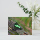 Emerald Frack Postkarte (Stehend Vorderseite)