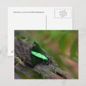 Emerald Frack Postkarte (Vorne/Hinten)