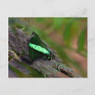 Emerald Frack Postkarte