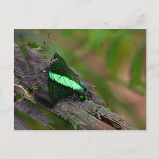 Emerald Frack Postkarte (Vorderseite)