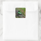 Emerald Frack Quadratischer Aufkleber (Tasche)