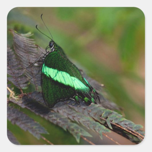 Emerald Frack Quadratischer Aufkleber (Vorderseite)
