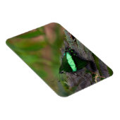 Emerald-Frack-Schmetterling Magnet (Rechte Seite)