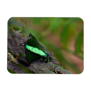 Emerald-Frack-Schmetterling Magnet