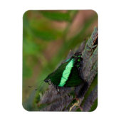 Emerald-Frack-Schmetterling Magnet (Vertikal)