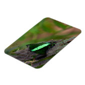 Emerald-Frack-Schmetterling Magnet (Linke Seite)