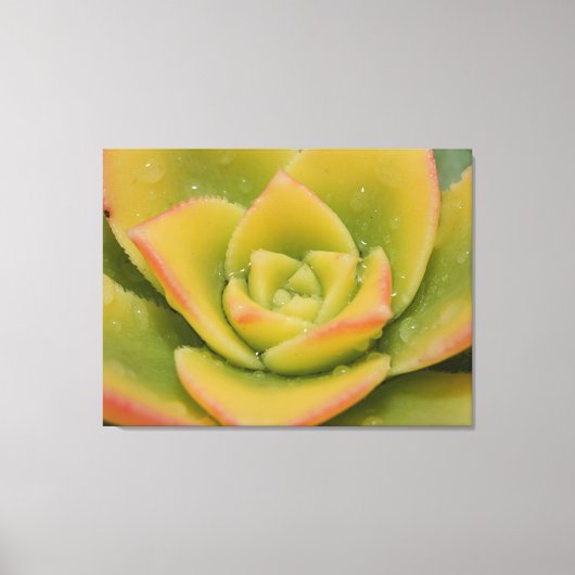 Emerald Succulent Macro Canvas Wall Art Print  Leinwanddruck (Vorderseite)