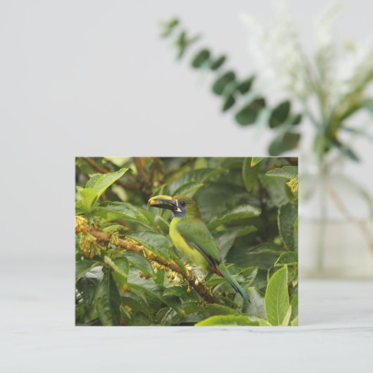 Emerald Toucanet Postkarte (Stehend Vorderseite)