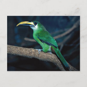 Emerald Toucanet, Südamerika Postkarte