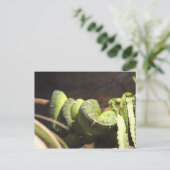 Emerald Tree Boa # 1 Postkarte (Stehend Vorderseite)