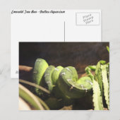 Emerald Tree Boa # 1 Postkarte (Vorne/Hinten)