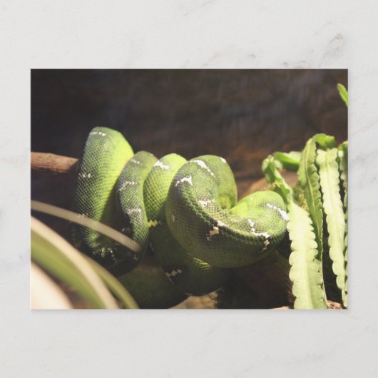 Emerald Tree Boa # 1 Postkarte (Vorderseite)