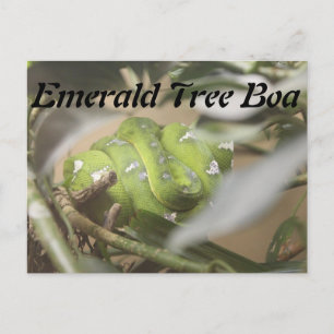Emerald Tree Boa # 1 Postkarte