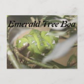 Emerald Tree Boa # 1 Postkarte (Vorderseite)