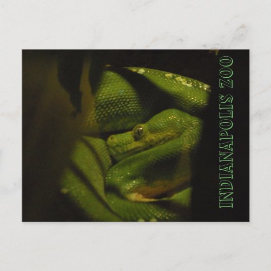 Emerald Tree Boa Indy Zoo Foto Postkarte (Vorderseite)