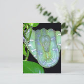 Emerald Tree Boa-Morticia Postcard Postkarte (Stehend Vorderseite)