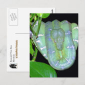 Emerald Tree Boa-Morticia Postcard Postkarte (Vorne/Hinten)