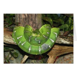 Emerald Tree Boa Snake Card