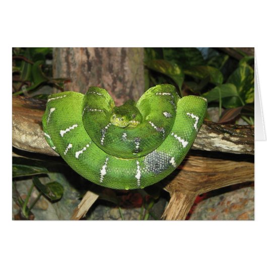 Emerald Tree Boa Snake Card (Vorderseite (Horizontal))