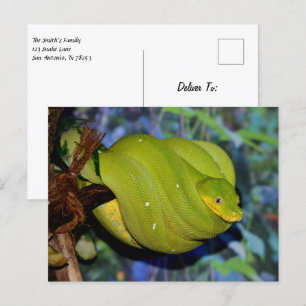 Emerald Tree Boa Snake Postkarte