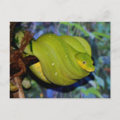 Emerald Tree Boa Snake Postkarte (Vorderseite)