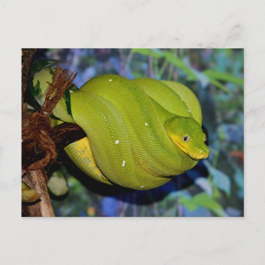 Emerald Tree Boa Snake Postkarte (Vorderseite)