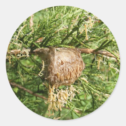 Emerging Mantis ~ Aufkleber (Vorderseite)