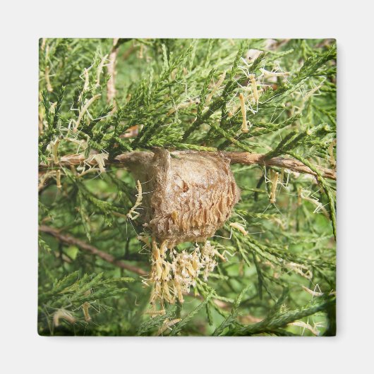 Emerging Mantis ~ Magnet (Vorne)