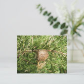 Emerging Mantis ~ Postkarte (Stehend Vorderseite)